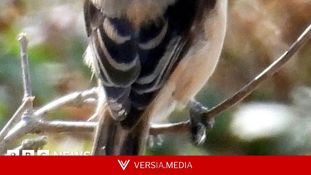 'Extraordinary sight' of rare bird from Asia spotted in UK