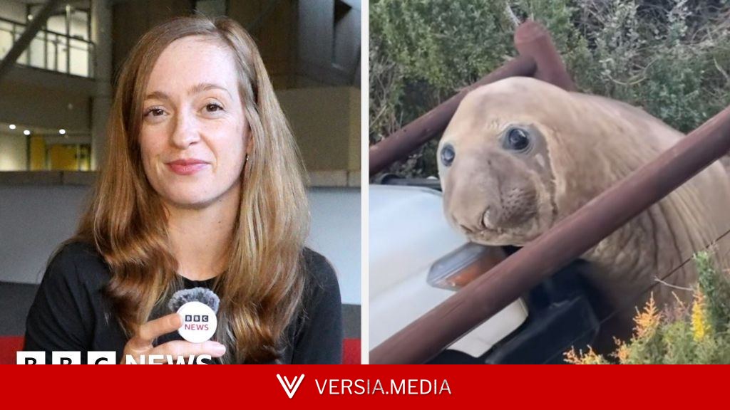 How a viral seal called Neil caused mayhem in Australia
