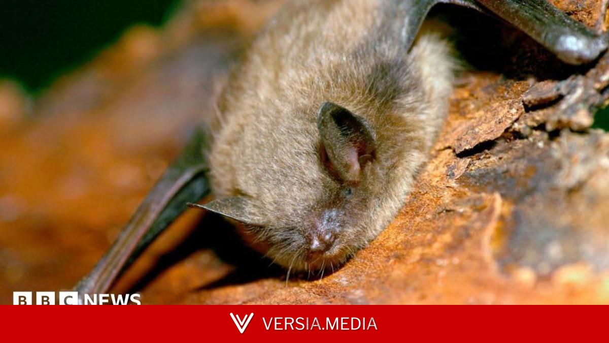Canadian boy, 11, dies of rabies after waking to bat on his face