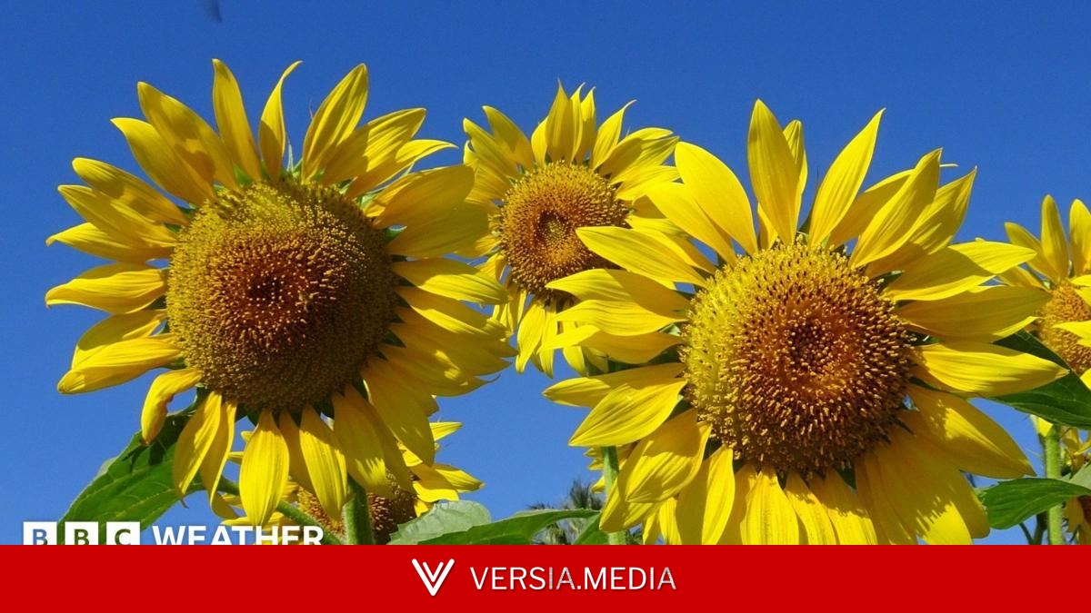 UK heatwave delivers exceptional sunshine and persistent 30C temperatures
