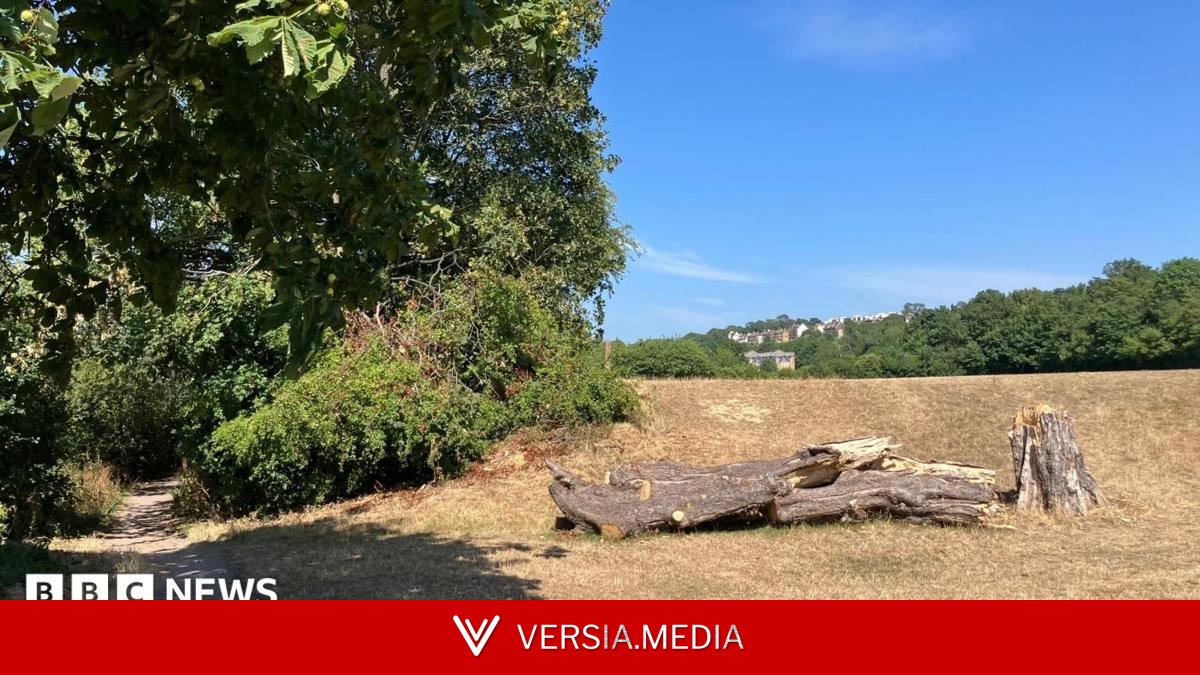 Arrests as man's body found in suitcase in woods