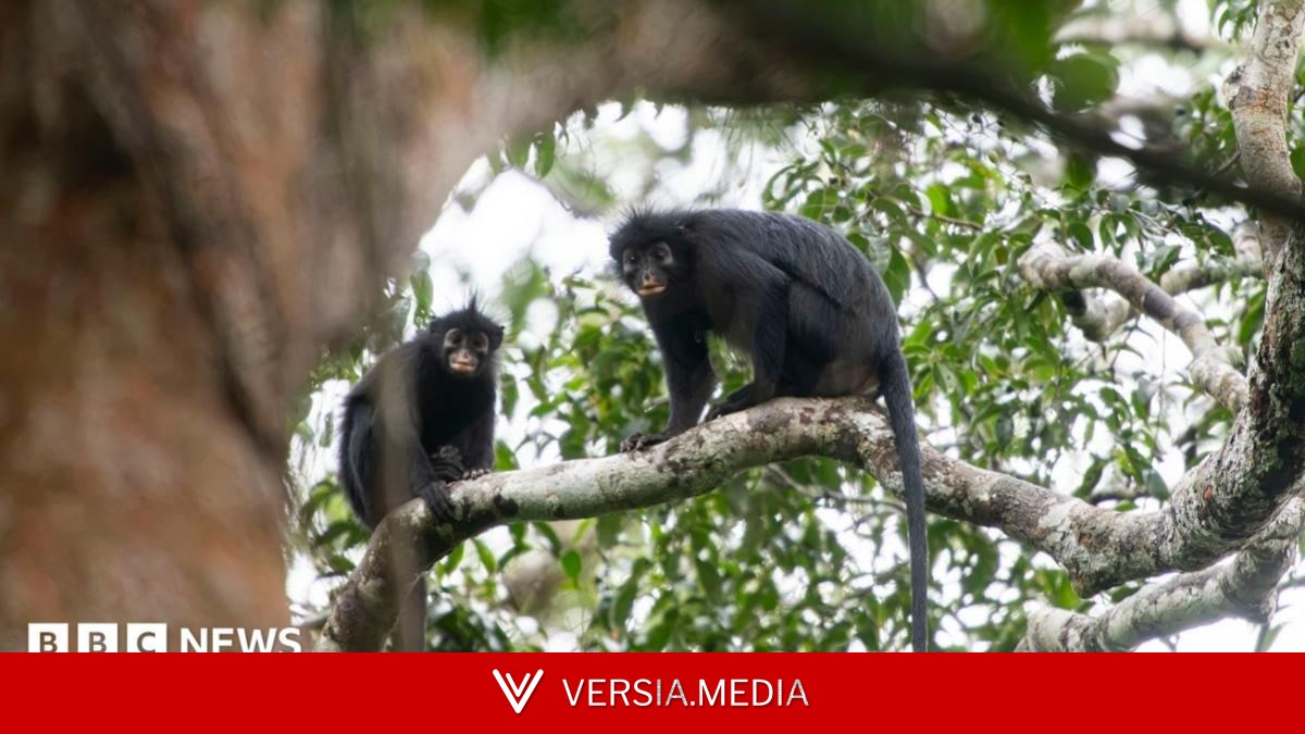 New monkey species with orange lips found 'hiding' in DRC forest