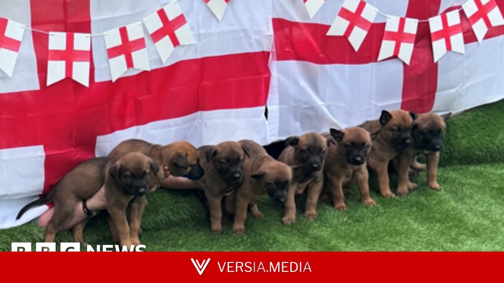 Eight police pups named after Three Lions stars