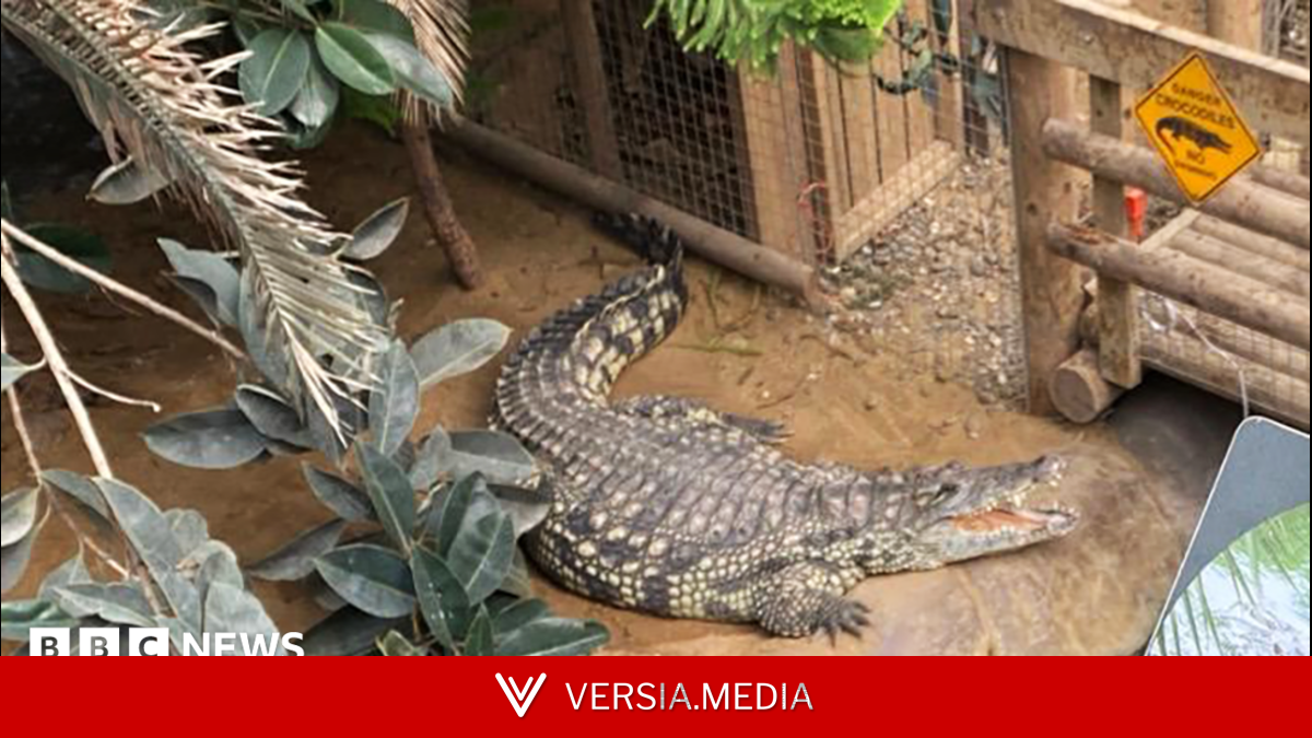Boy, 3, had five surgeries after crocodile attack