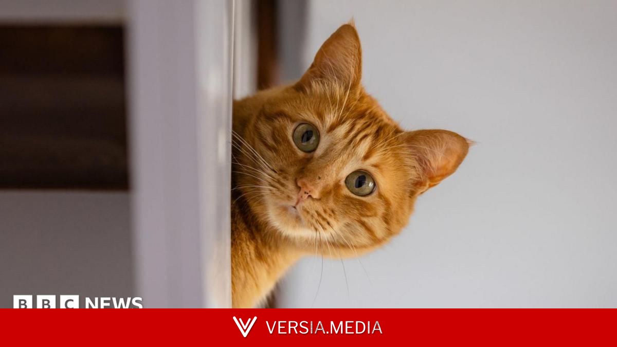 Rental searches for pet friendly properties drop after law change