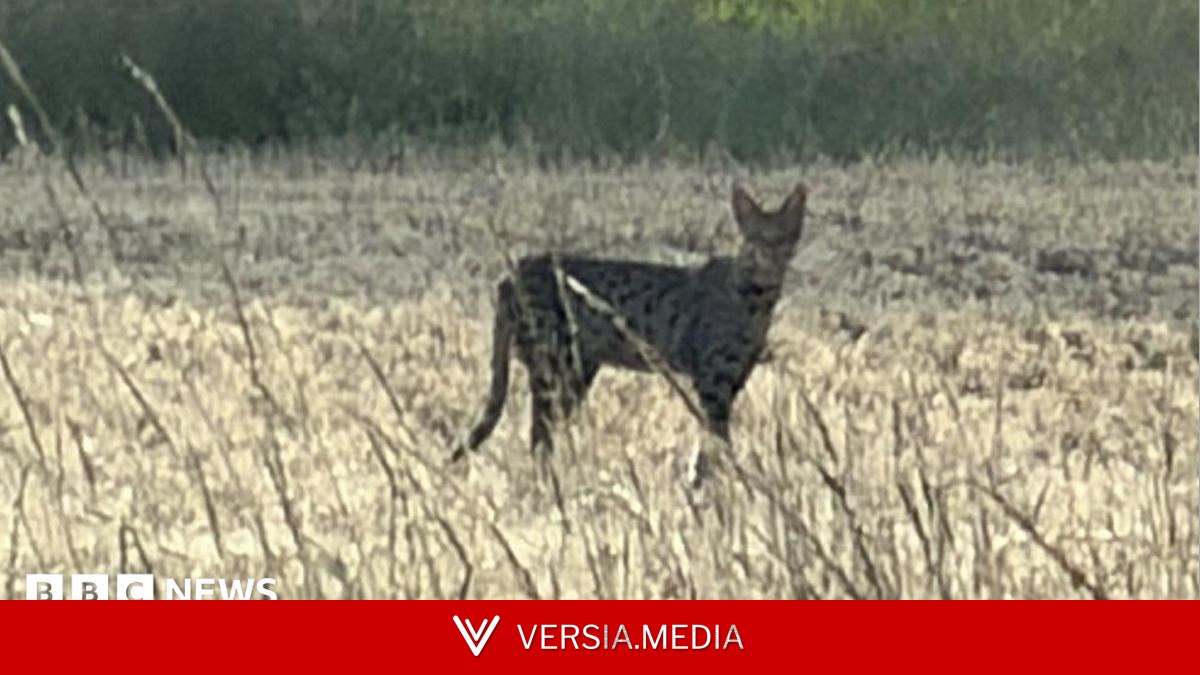 Escaped big cat found in plant pot after two-month search