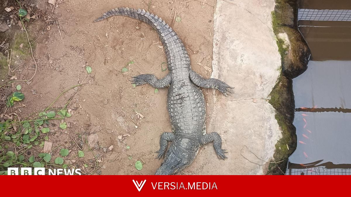 Crocodile enclosure where boy attacked reopens to public