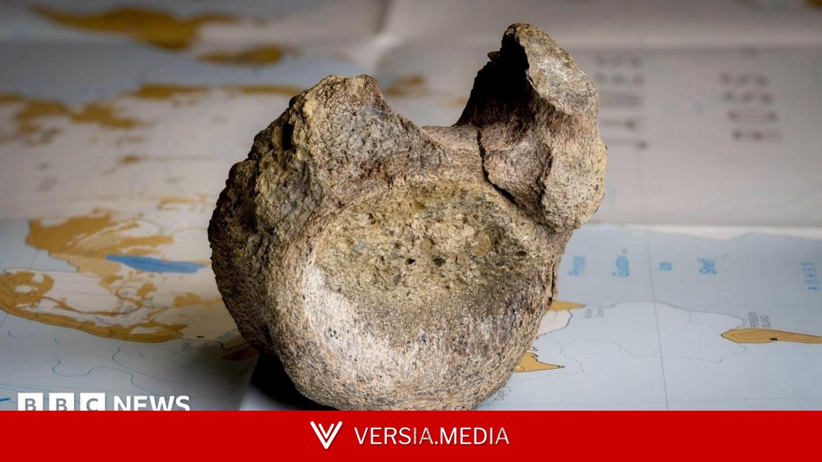 First dinosaur bone from Antarctica found in a drawer