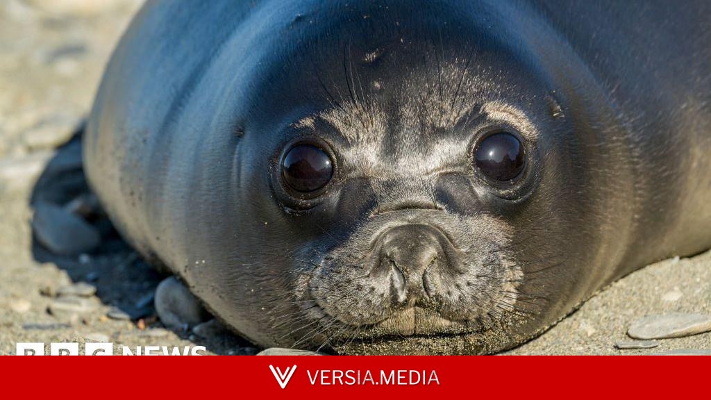 Bird flu kills more than 75% of baby seals on remote Australian island, study finds