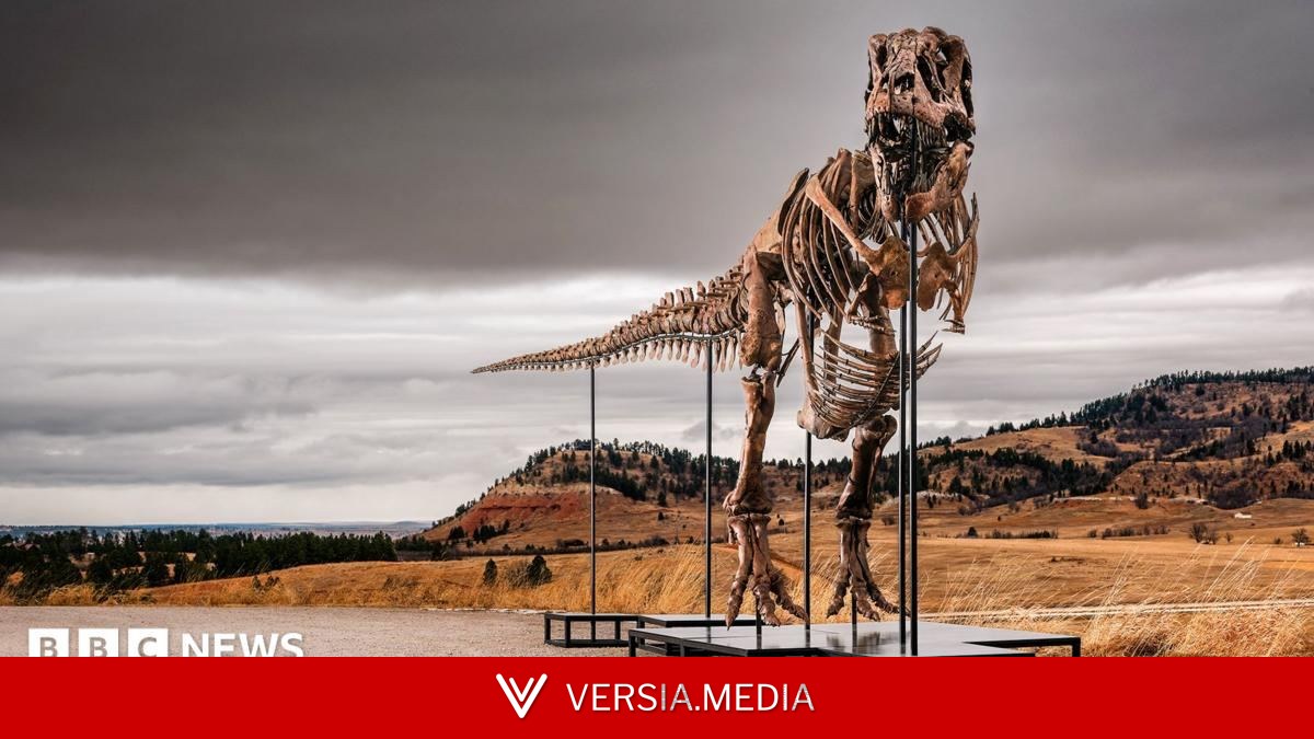 T. rex could become most expensive fossil ever - but it's a problem for scientists