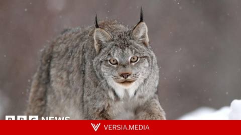 Canadian lynx one of big cat sightings in Welsh countryside