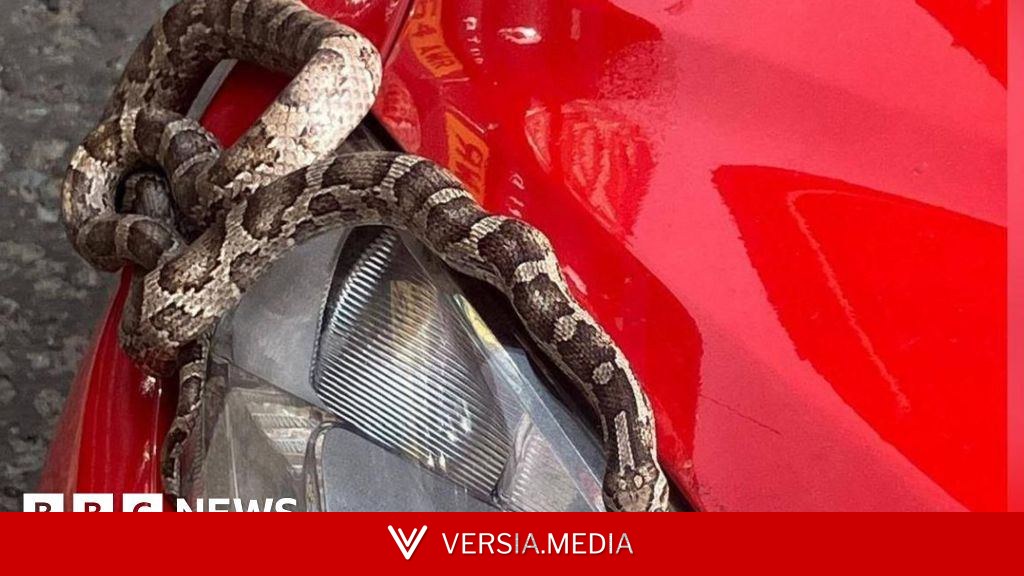 Snake takes surprise trip to seaside in car engine