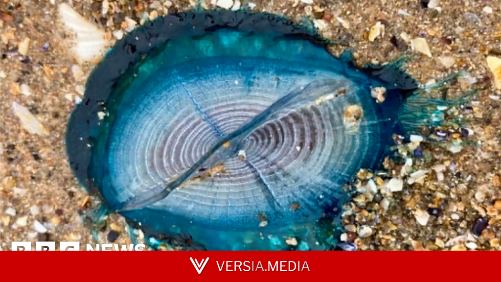 'Stunningly beautiful' blue sea creatures appear on Welsh beaches