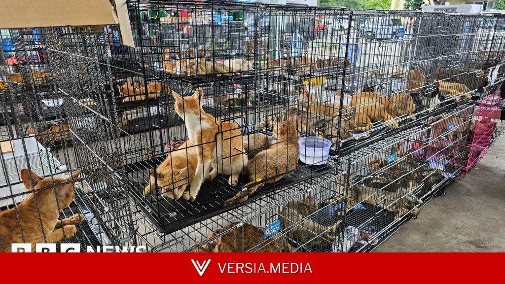 Hundreds of cats stolen for food in Vietnam rescued by police, welfare group says