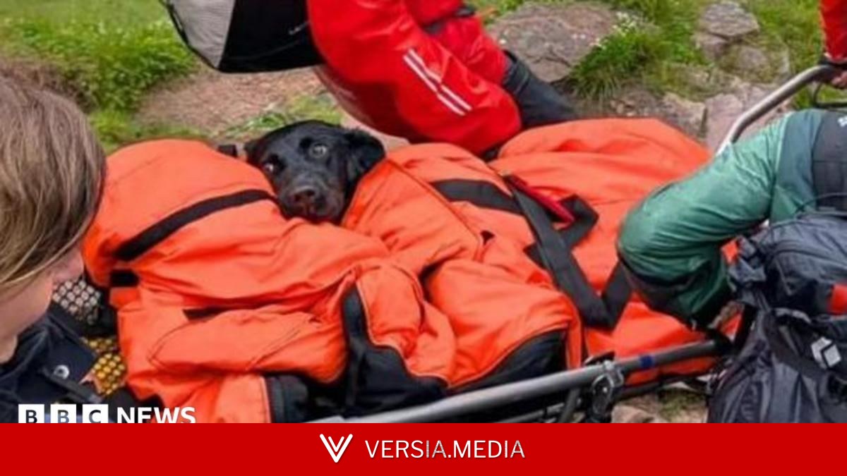 Dog rescued from Ben Nevis suspected to have eaten discarded cannabis