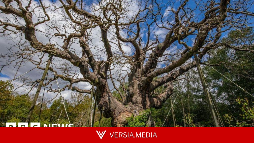 Ancient 'Robin Hood' tree is dead, experts say