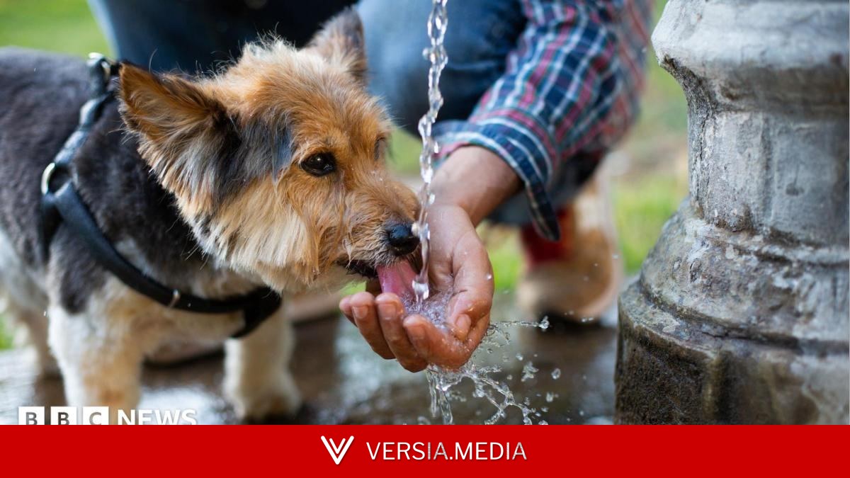 What are the signs of heatstroke in dogs?
