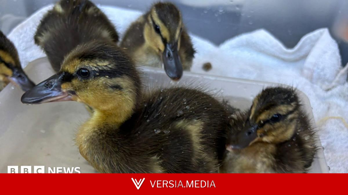 Rescued sewage work eggs hatch into five ducklings
