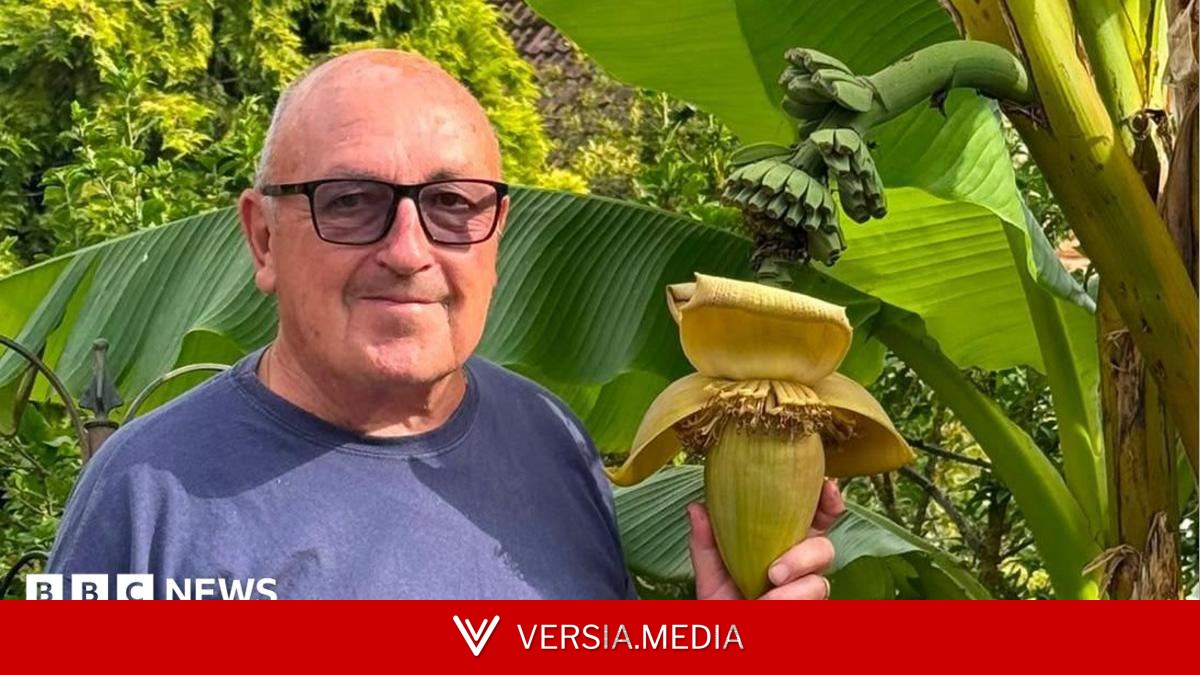 Bananas! Surprise as back garden plant bears fruit