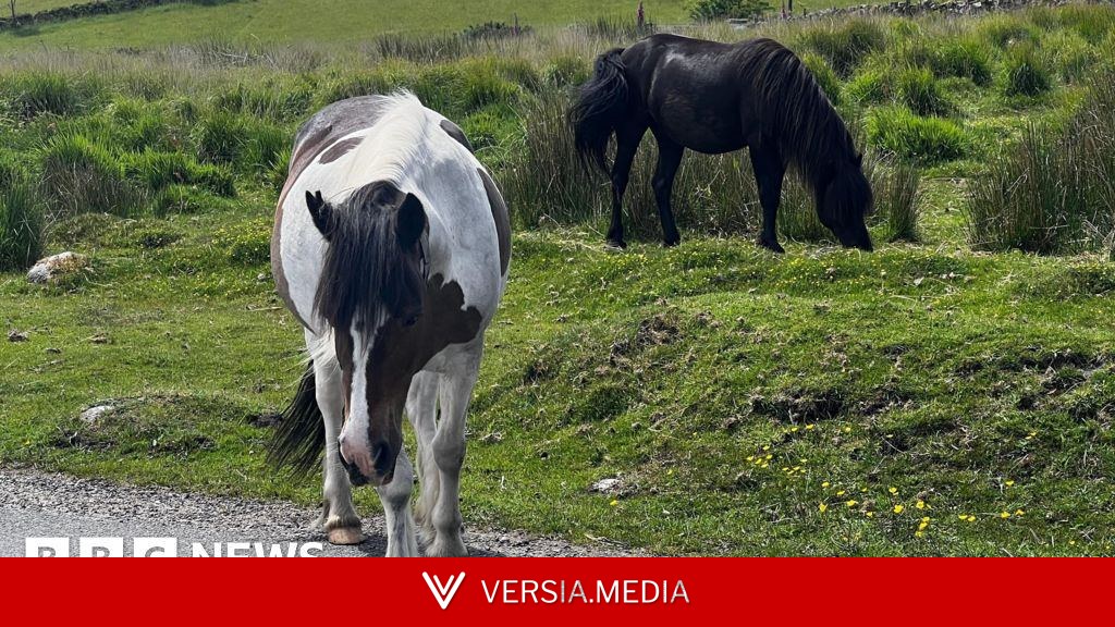 Row over potential cull of Dartmoor hill ponies
