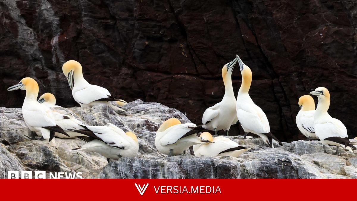 Gannet colonies could take 15 years to recover from bird flu