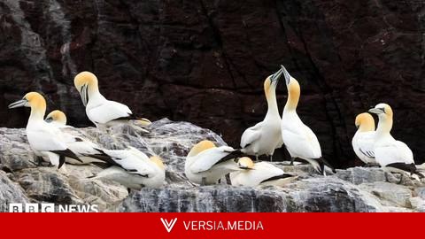 Gannet colonies could take 15 years to recover from bird flu