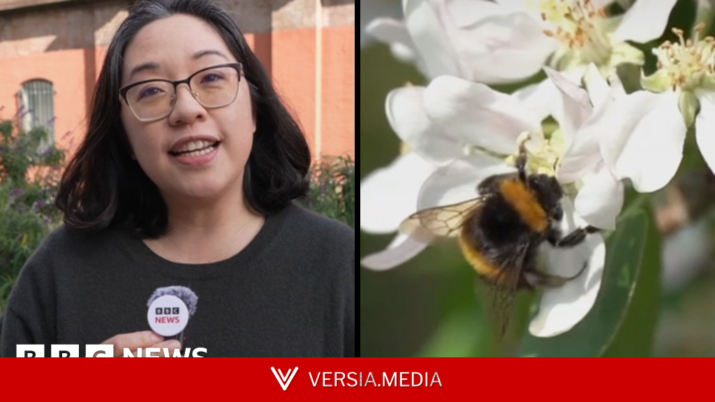 Watch: We're a step closer to finding out if bees have feelings, here's why